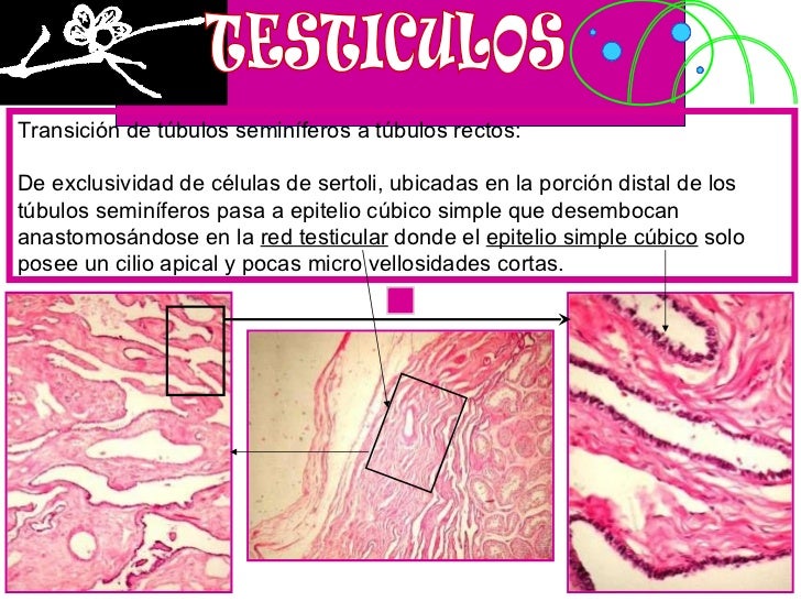 Histología del aparato reproductor masculino