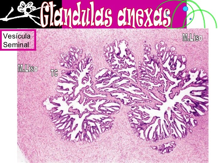 Histología del aparato reproductor masculino
