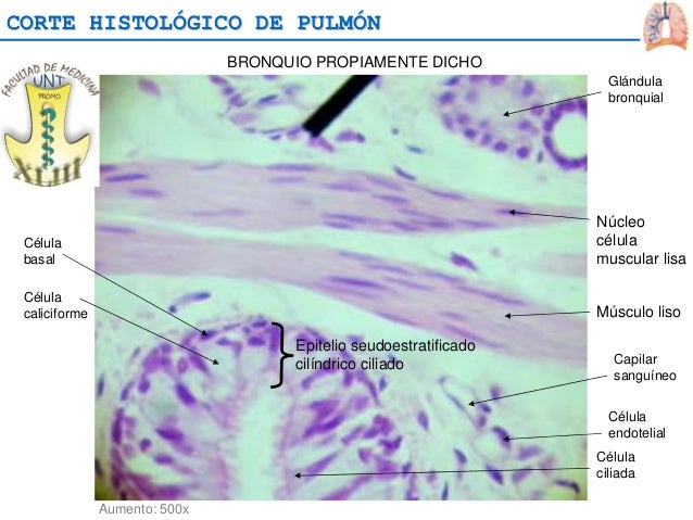 Histo respiratorio
