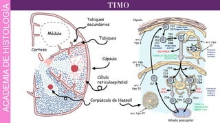 Timulo Comprehensive Histology of the Lymphatic System: Spleen, Lymph Nodes ...