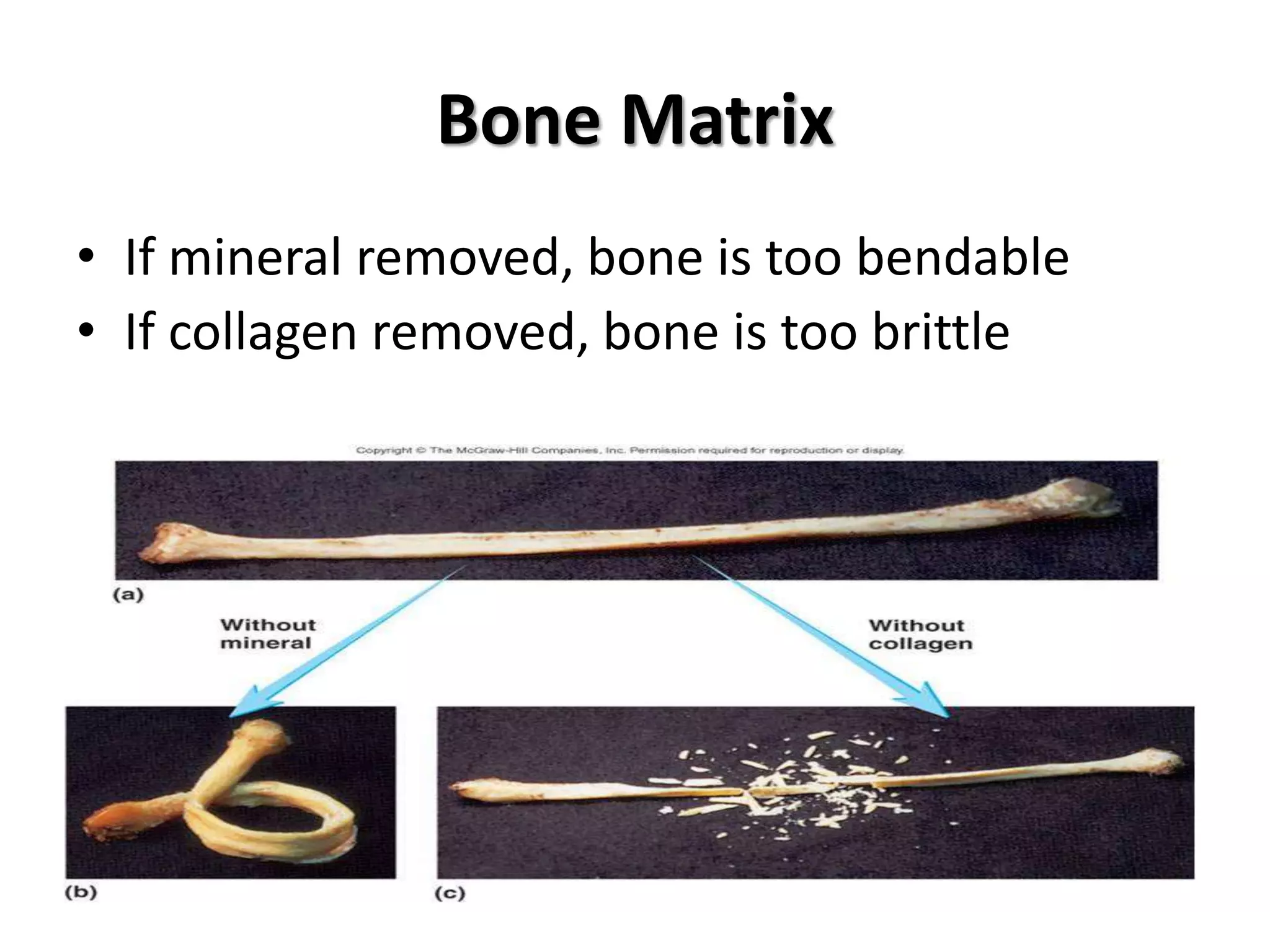 Bone Matrix
• If mineral removed, bone is too bendable
• If collagen removed, bone is too brittle
 