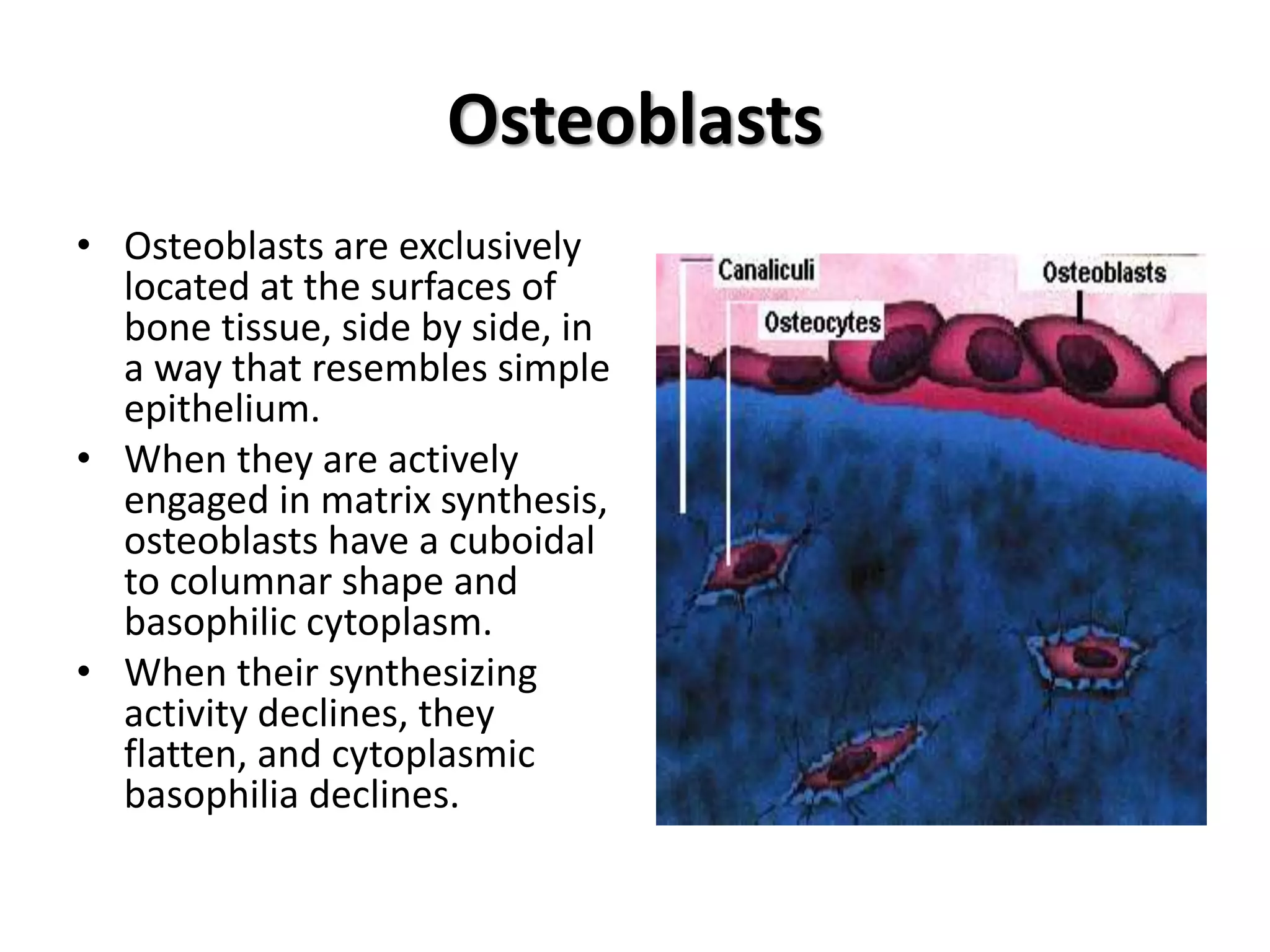 Osteoblasts
• Osteoblasts are exclusively
located at the surfaces of
bone tissue, side by side, in
a way that resembles simple
epithelium.
• When they are actively
engaged in matrix synthesis,
osteoblasts have a cuboidal
to columnar shape and
basophilic cytoplasm.
• When their synthesizing
activity declines, they
flatten, and cytoplasmic
basophilia declines.
 