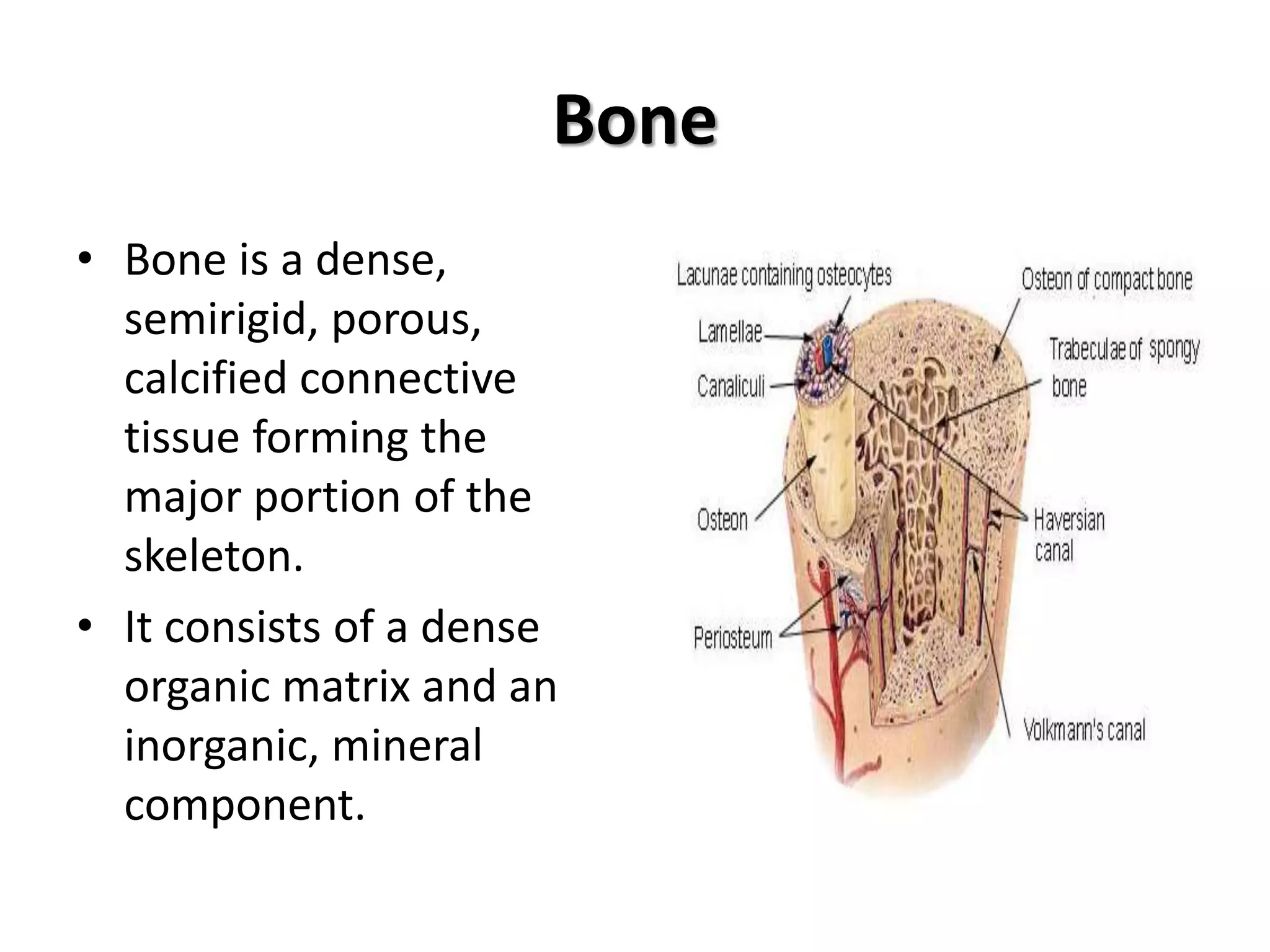 Bone
• Bone is a dense,
semirigid, porous,
calcified connective
tissue forming the
major portion of the
skeleton.
• It consists of a dense
organic matrix and an
inorganic, mineral
component.
 