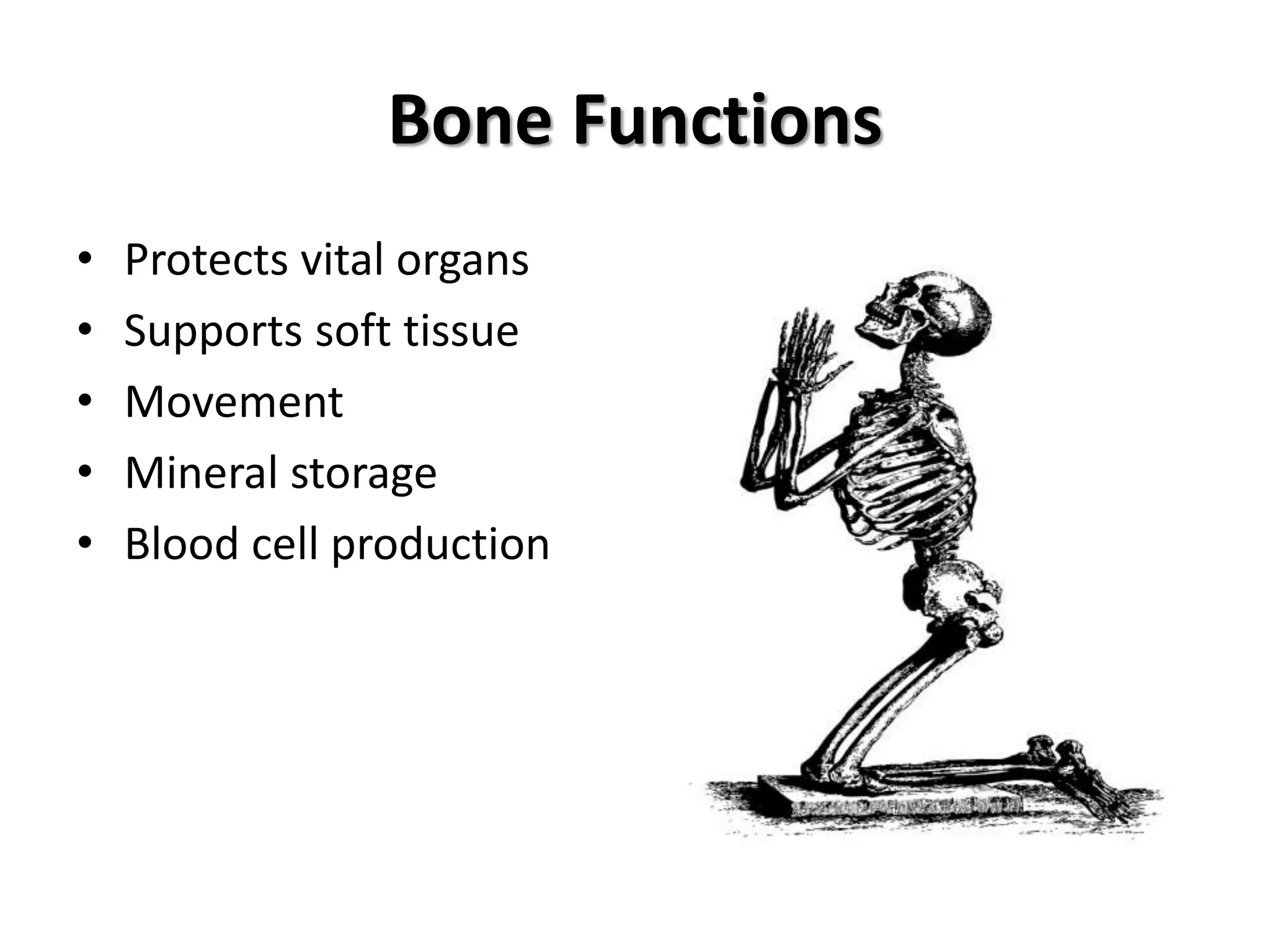 Bone Functions
• Protects vital organs
• Supports soft tissue
• Movement
• Mineral storage
• Blood cell production
 