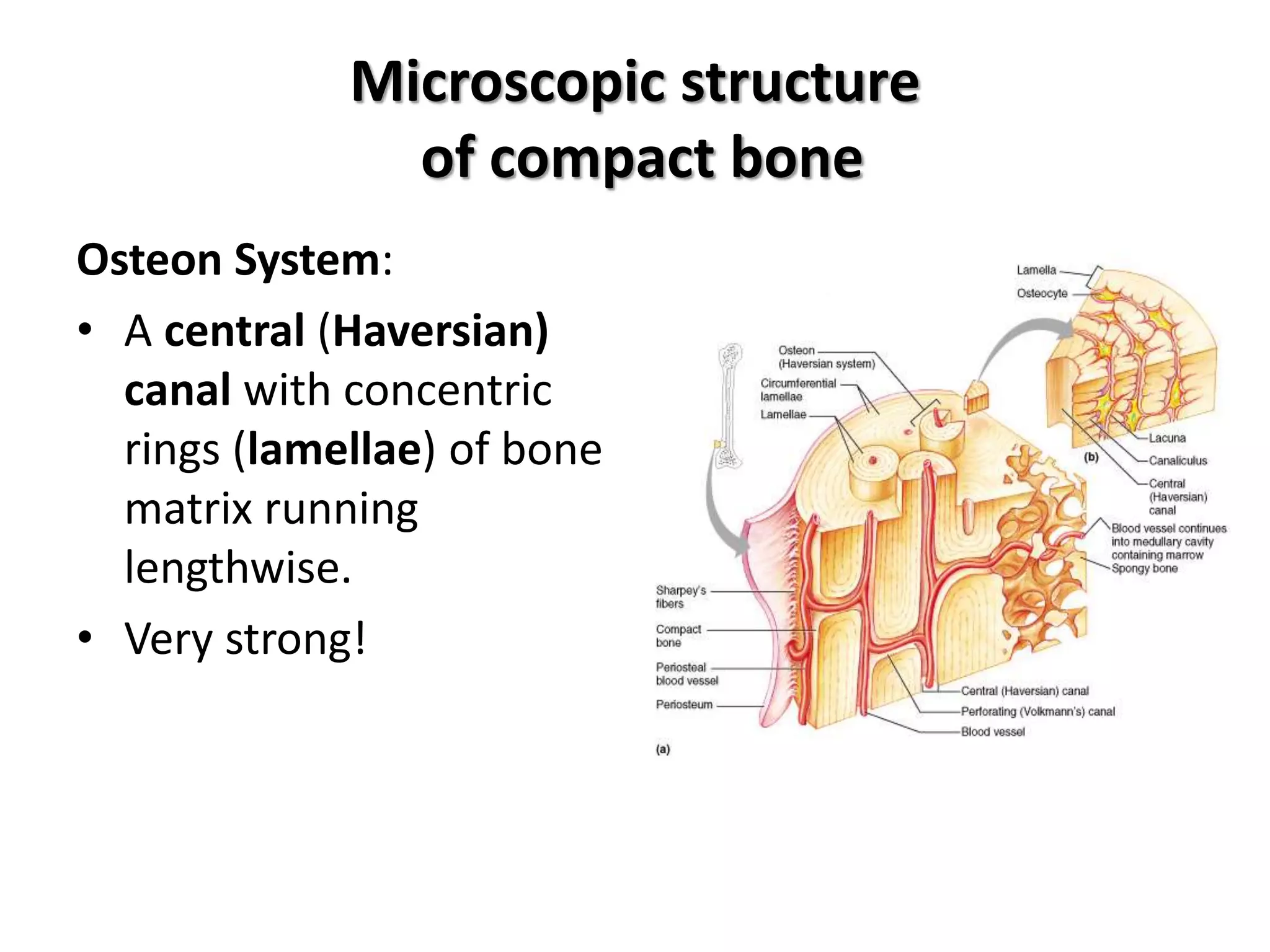 Microscopic structure
of compact bone
Osteon System:
• A central (Haversian)
canal with concentric
rings (lamellae) of bone
matrix running
lengthwise.
• Very strong!
 