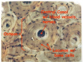 Osteon
Central Canal
w/ blood vessels,
nerves
Lacunae w/
bone cells
 
