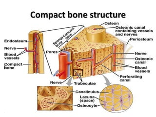 Compact bone structure
 