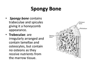 Spongy Bone
• Spongy bone contains
trabeculae and spicules
giving it a honeycomb
appearance.
• Trabeculae: are
irregularly arranged and
contain lamellae and
osteocytes, but contain
no osteons as they
receive nutrients from
the marrow tissue.
 
