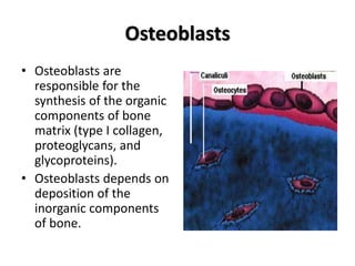 Osteoblasts
• Osteoblasts are
responsible for the
synthesis of the organic
components of bone
matrix (type I collagen,
proteoglycans, and
glycoproteins).
• Osteoblasts depends on
deposition of the
inorganic components
of bone.
 