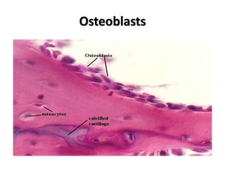 Osteoblasts
 