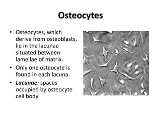 Osteocytes
• Osteocytes, which
derive from osteoblasts,
lie in the lacunae
situated between
lamellae of matrix.
• Only one osteocyte is
found in each lacuna.
• Lacunae: spaces
occupied by osteocyte
cell body
 