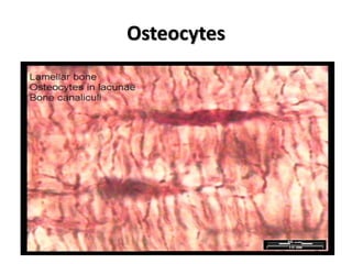 Osteocytes
 
