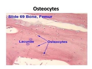 Osteocytes
 