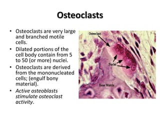 Osteoclasts
• Osteoclasts are very large
and branched motile
cells.
• Dilated portions of the
cell body contain from 5
to 50 (or more) nuclei.
• Osteoclasts are derived
from the mononucleated
cells; (engulf bony
material).
• Active osteoblasts
stimulate osteoclast
activity.
 
