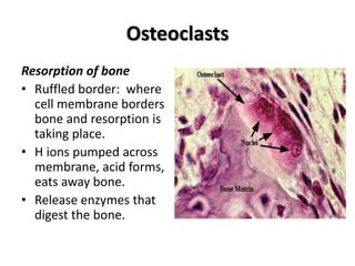Osteoclasts
Resorption of bone
• Ruffled border: where
cell membrane borders
bone and resorption is
taking place.
• H ions pumped across
membrane, acid forms,
eats away bone.
• Release enzymes that
digest the bone.
 