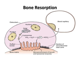 Bone Resorption
 