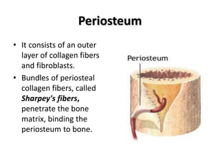 Periosteum
• It consists of an outer
layer of collagen fibers
and fibroblasts.
• Bundles of periosteal
collagen fibers, called
Sharpey's fibers,
penetrate the bone
matrix, binding the
periosteum to bone.
 