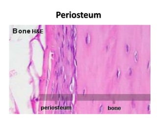 Periosteum
 