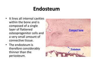 Endosteum
• It lines all internal cavities
within the bone and is
composed of a single
layer of flattened
osteoprogenitor cells and
a very small amount of
connective tissue.
• The endosteum is
therefore considerably
thinner than the
periosteum.
 