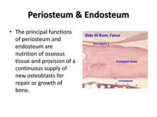 Periosteum & Endosteum
• The principal functions
of periosteum and
endosteum are
nutrition of osseous
tissue and provision of a
continuous supply of
new osteoblasts for
repair or growth of
bone.
 