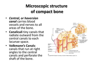 Microscopic structure
of compact bone
• Central, or haversian
canal carries blood
vessels and nerves to all
areas of the bone.
• Canaliculi tiny canals that
radiate outward from the
central canals to each
lacunae space.
• Volkmann’s Canals:
canals that run at right
angles to the central
canals and perforate the
shaft of the bone.
 