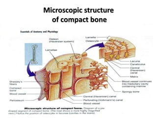 Microscopic structure
of compact bone
 