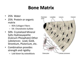 Bone Matrix