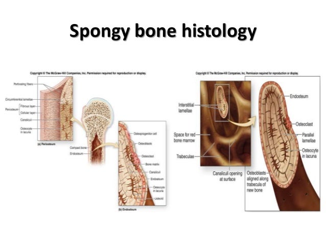 Histo Bone