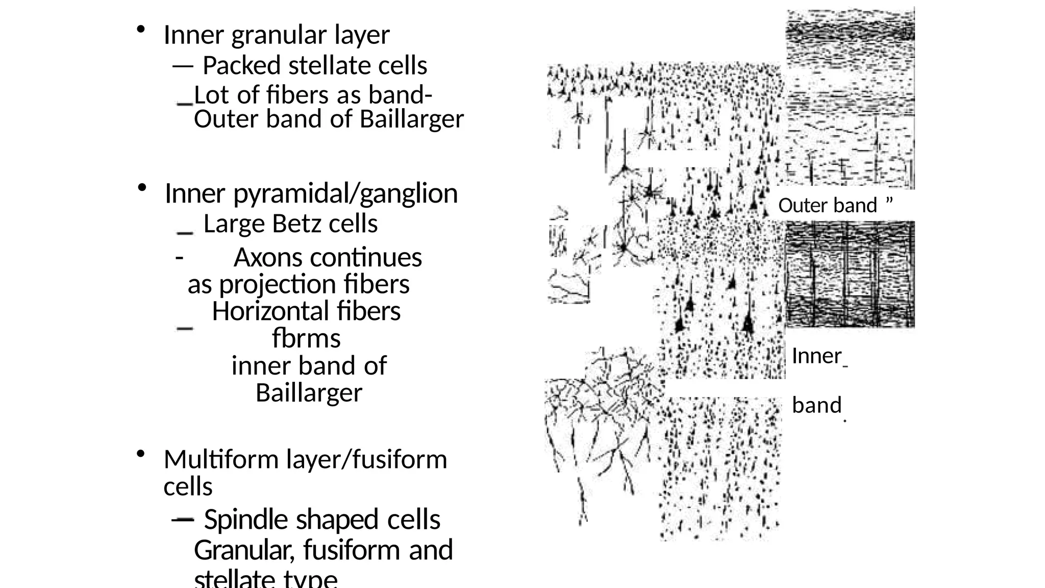 HISTO CEREBRUM,The layers of the cerebrum | PPTX