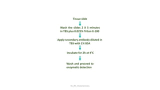 KS_JRC_Histochemistry
Tissue slide
Wash the slides 2 X 5 minutes
in TBS plus 0.025% Triton X-100
Apply secondary antibody diluted in
TBS with 1% BSA
Incubate for 2h at 4°C
Wash and proceed to
enzymatic detection
 
