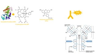 Horseradish Peroxidase (HRP)
Fe-heme group of the HRP
Fluorescein isothiocyanate
(FITC)
FITC
 