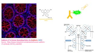Fluorescein isothiocyanate
(FITC)
FITC
Cadherin-17 in Human Ascending Colon, Hu (Cadherin, DAPI)
Source: https://www.rndsystems.com/products/human-cadherin-
17-antibody-141713_mab1032
 