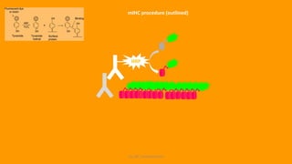 KS_JRC_Histochemistry
HRP
mIHC procedure (outlined)
 