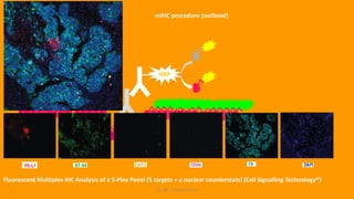 KS_JRC_Histochemistry
HRP
mIHC procedure (outlined)
Fluorescent Multiplex IHC Analysis of a 5-Plex Panel (5 targets + a nuclear counterstain) (Cell Signalling Technology®)
 