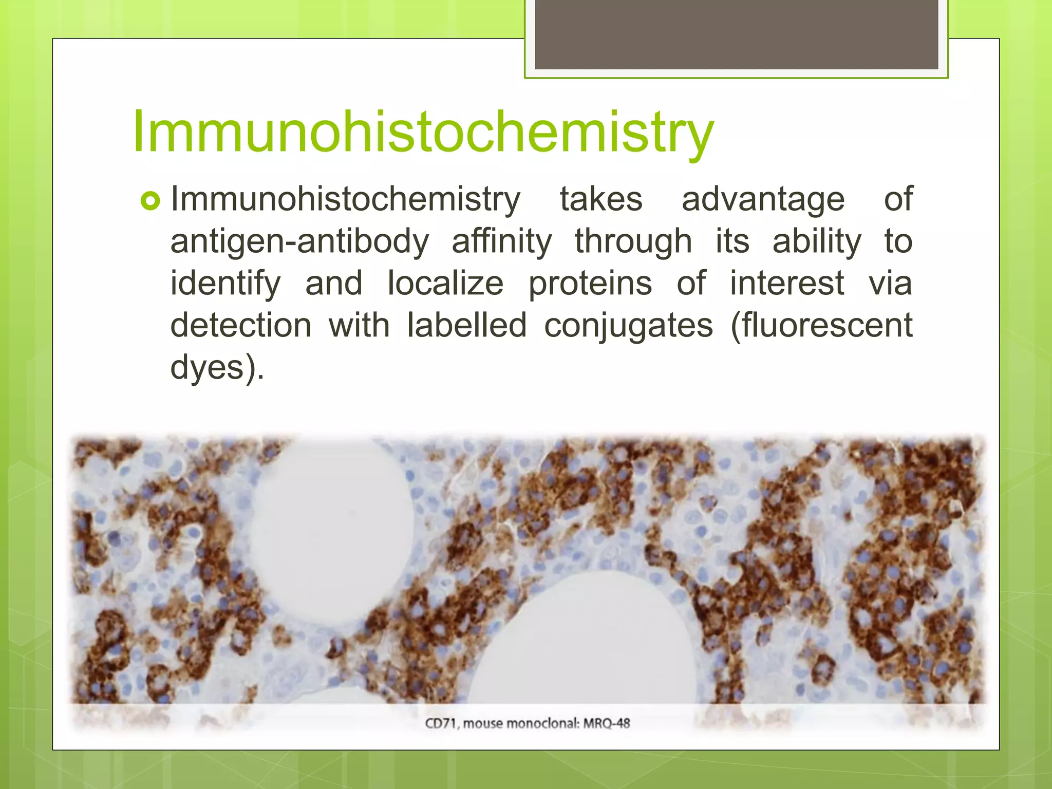 Immunohistochemistry
 Immunohistochemistry takes advantage of
antigen-antibody affinity through its ability to
identify and localize proteins of interest via
detection with labelled conjugates (fluorescent
dyes).
 