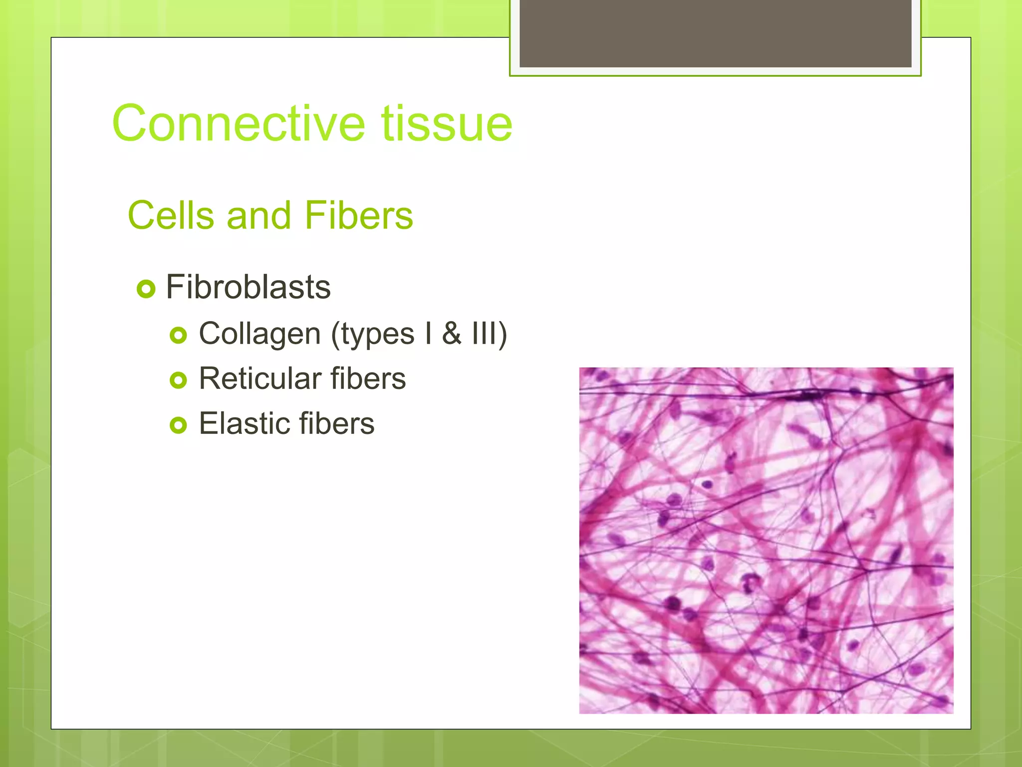 Cells and Fibers
 Fibroblasts
 Collagen (types I & III)
 Reticular fibers
 Elastic fibers
Connective tissue
 
