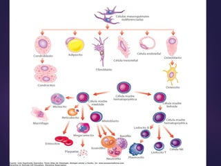 Comprehensive Overview of Connective Tissue Types and Functions in ...