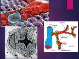 Comprehensive Overview of Connective Tissue Types and Functions in ...