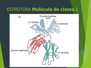 ESTRUTURA Molécula de classe I
 
