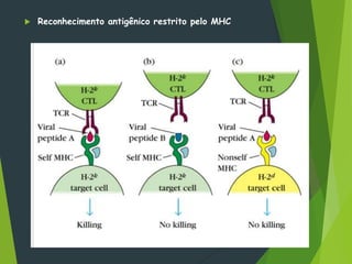  Reconhecimento antigênico restrito pelo MHC
 