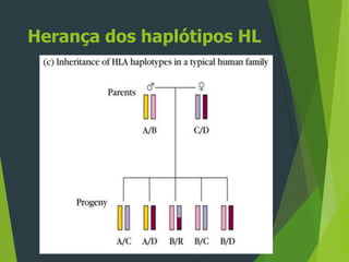 Herança dos haplótipos HL
 