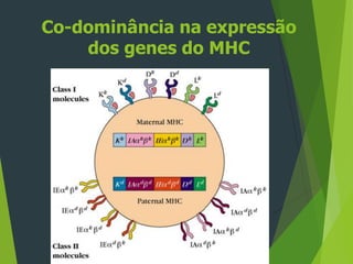 Co-dominância na expressão
dos genes do MHC
 