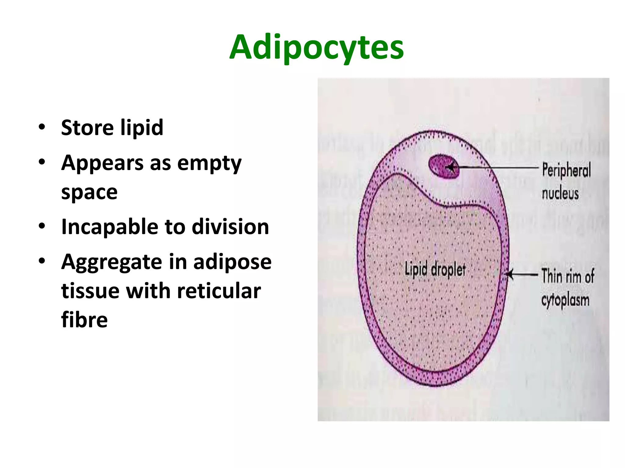Adipocytes
• Store lipid
• Appears as empty
space
• Incapable to division
• Aggregate in adipose
tissue with reticular
fibre
 