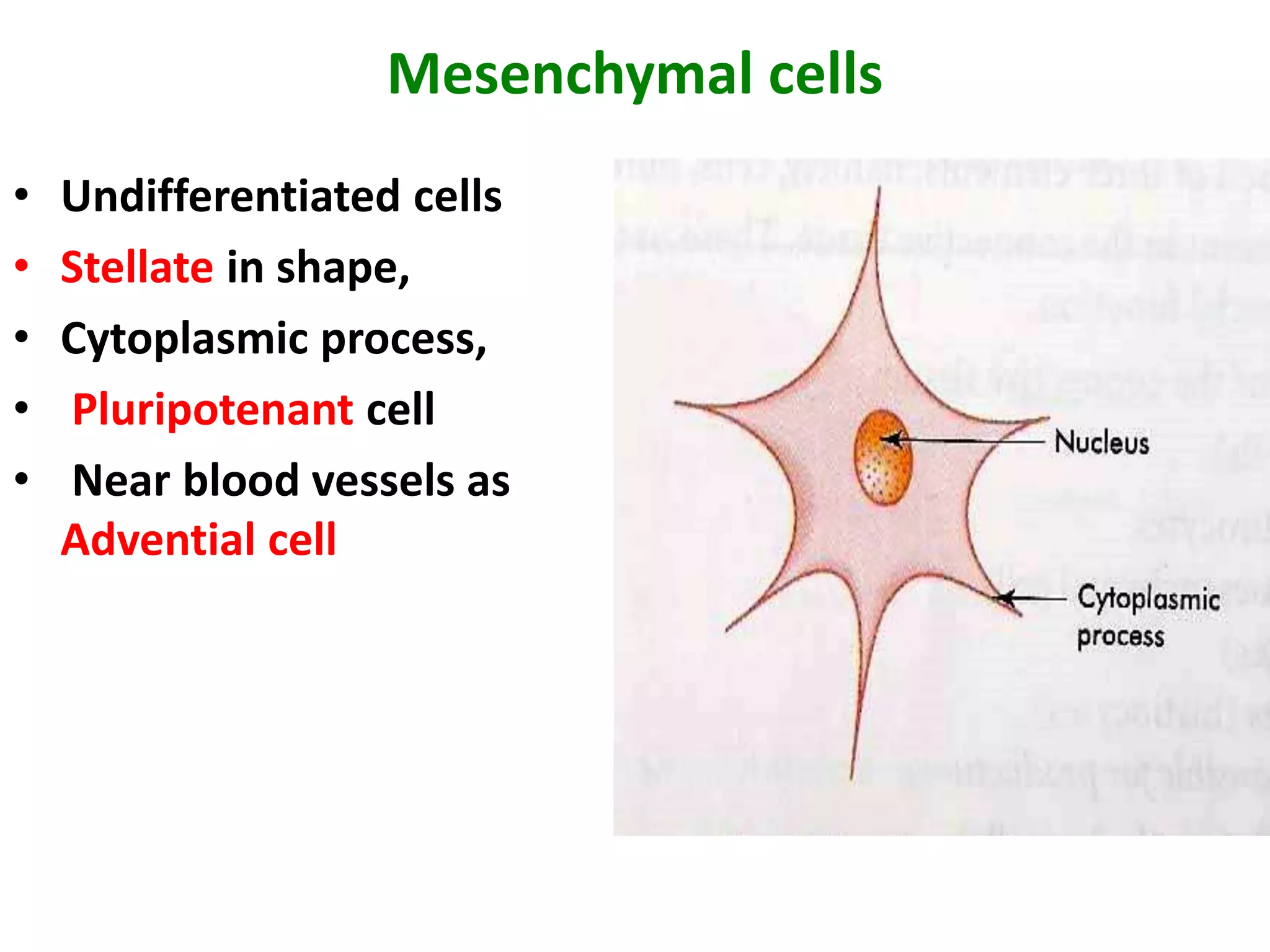 Mesenchymal cells
• Undifferentiated cells
• Stellate in shape,
• Cytoplasmic process,
• Pluripotenant cell
• Near blood vessels as
Advential cell
 