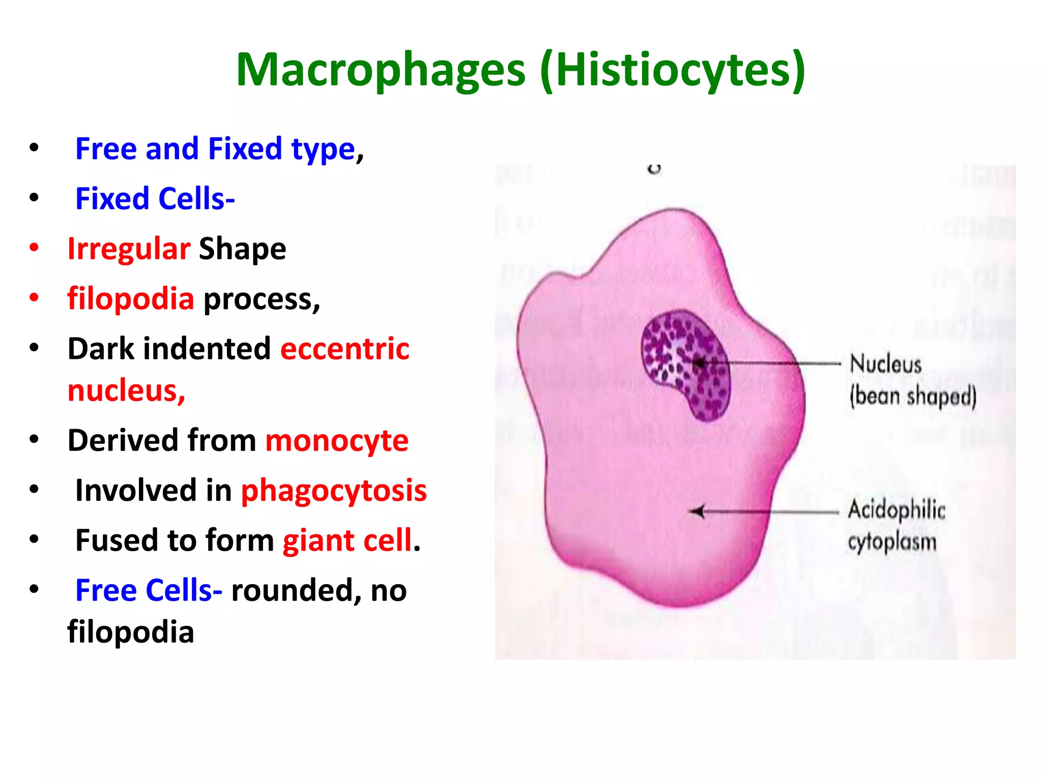 Macrophages (Histiocytes)
• Free and Fixed type,
• Fixed Cells-
• Irregular Shape
• filopodia process,
• Dark indented eccentric
nucleus,
• Derived from monocyte
• Involved in phagocytosis
• Fused to form giant cell.
• Free Cells- rounded, no
filopodia
 
