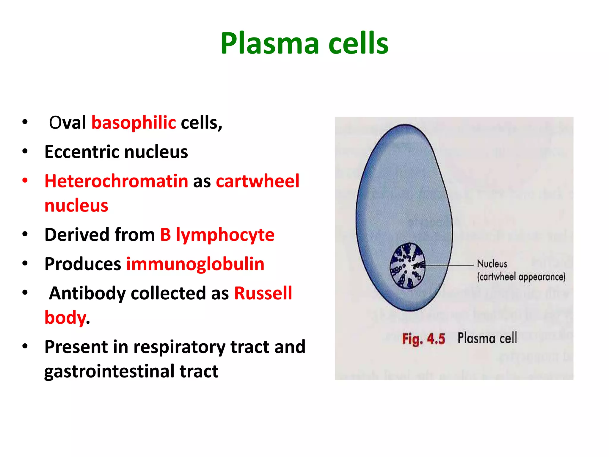 Plasma cells
• Oval basophilic cells,
• Eccentric nucleus
• Heterochromatin as cartwheel
nucleus
• Derived from B lymphocyte
• Produces immunoglobulin
• Antibody collected as Russell
body.
• Present in respiratory tract and
gastrointestinal tract
 