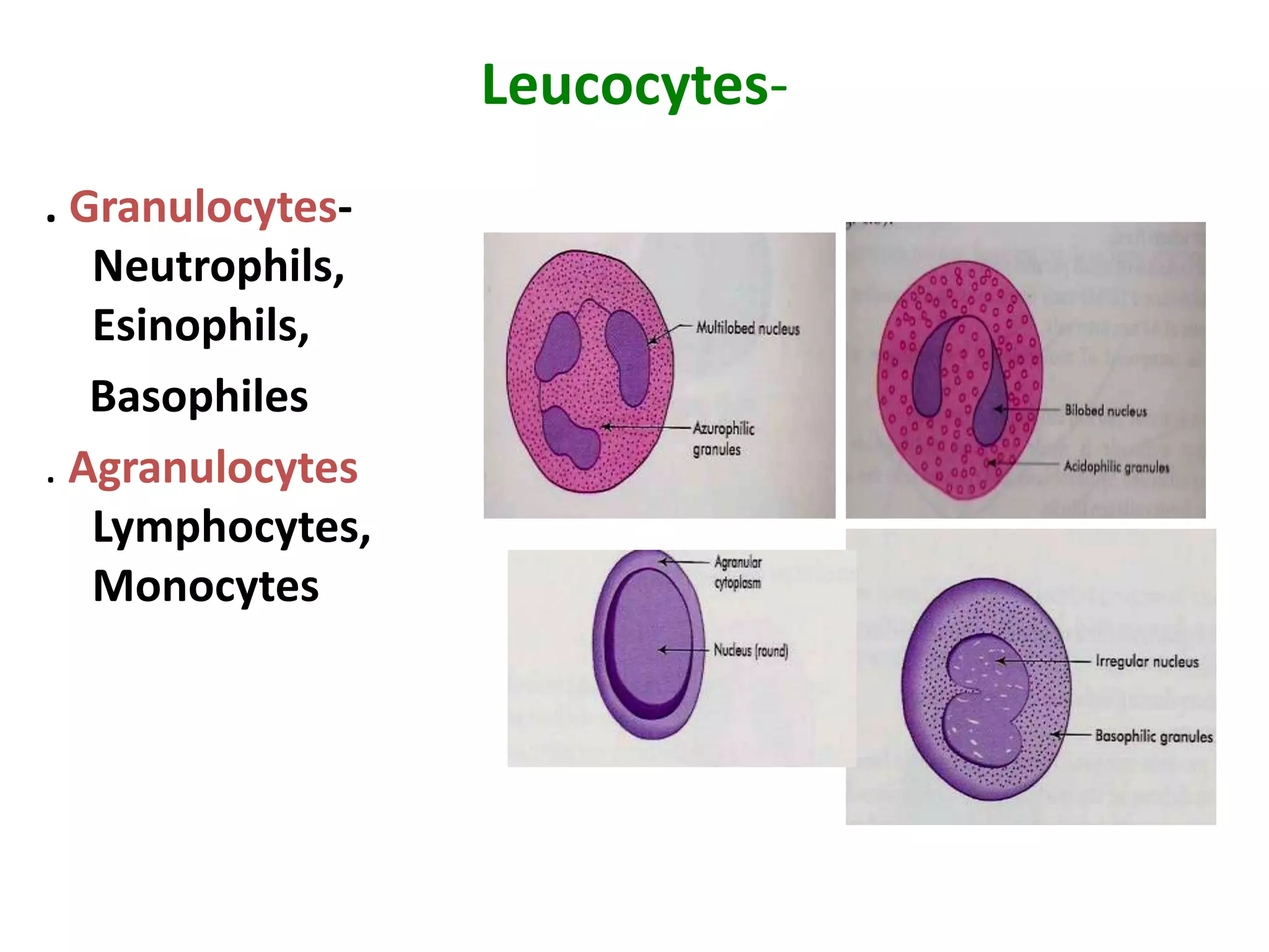 Leucocytes-
. Granulocytes-
Neutrophils,
Esinophils,
Basophiles
. Agranulocytes
Lymphocytes,
Monocytes
 