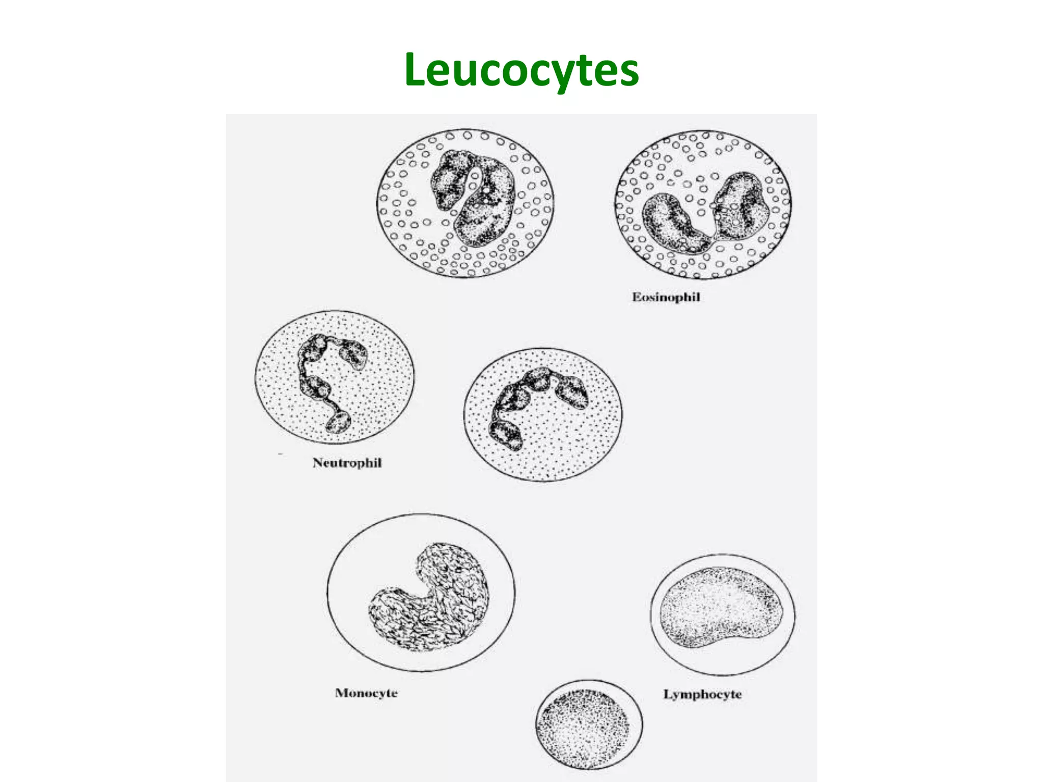 Leucocytes
 