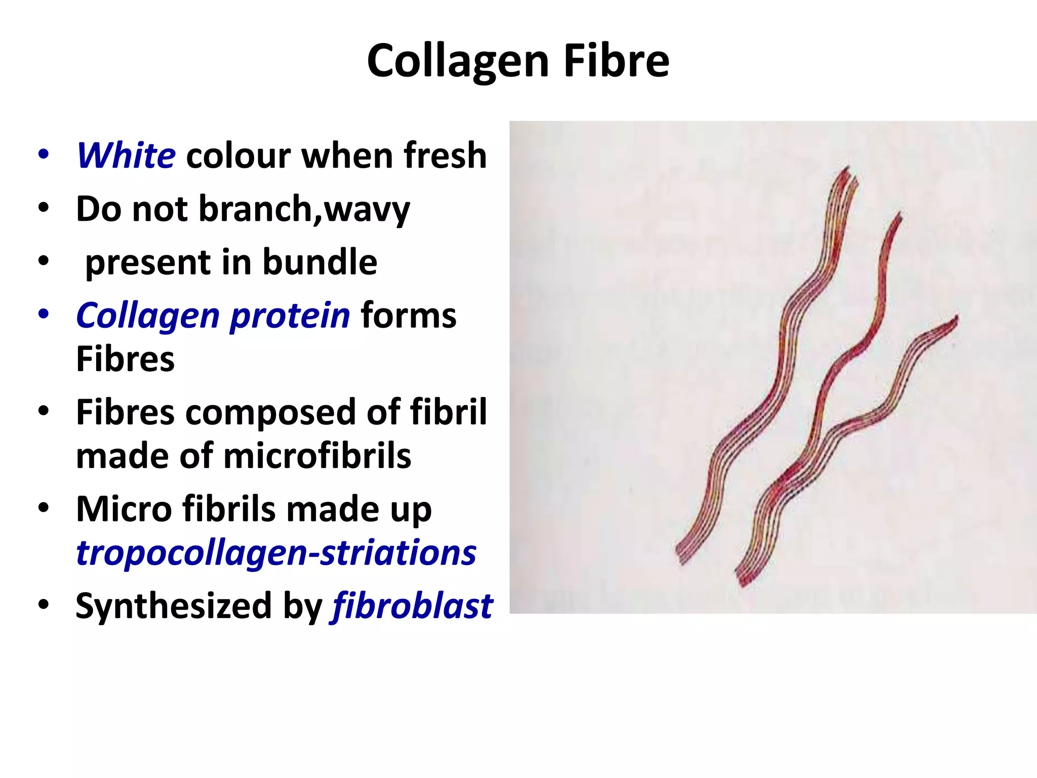 Collagen Fibre
• White colour when fresh
• Do not branch,wavy
• present in bundle
• Collagen protein forms
Fibres
• Fibres composed of fibril
made of microfibrils
• Micro fibrils made up
tropocollagen-striations
• Synthesized by fibroblast
 