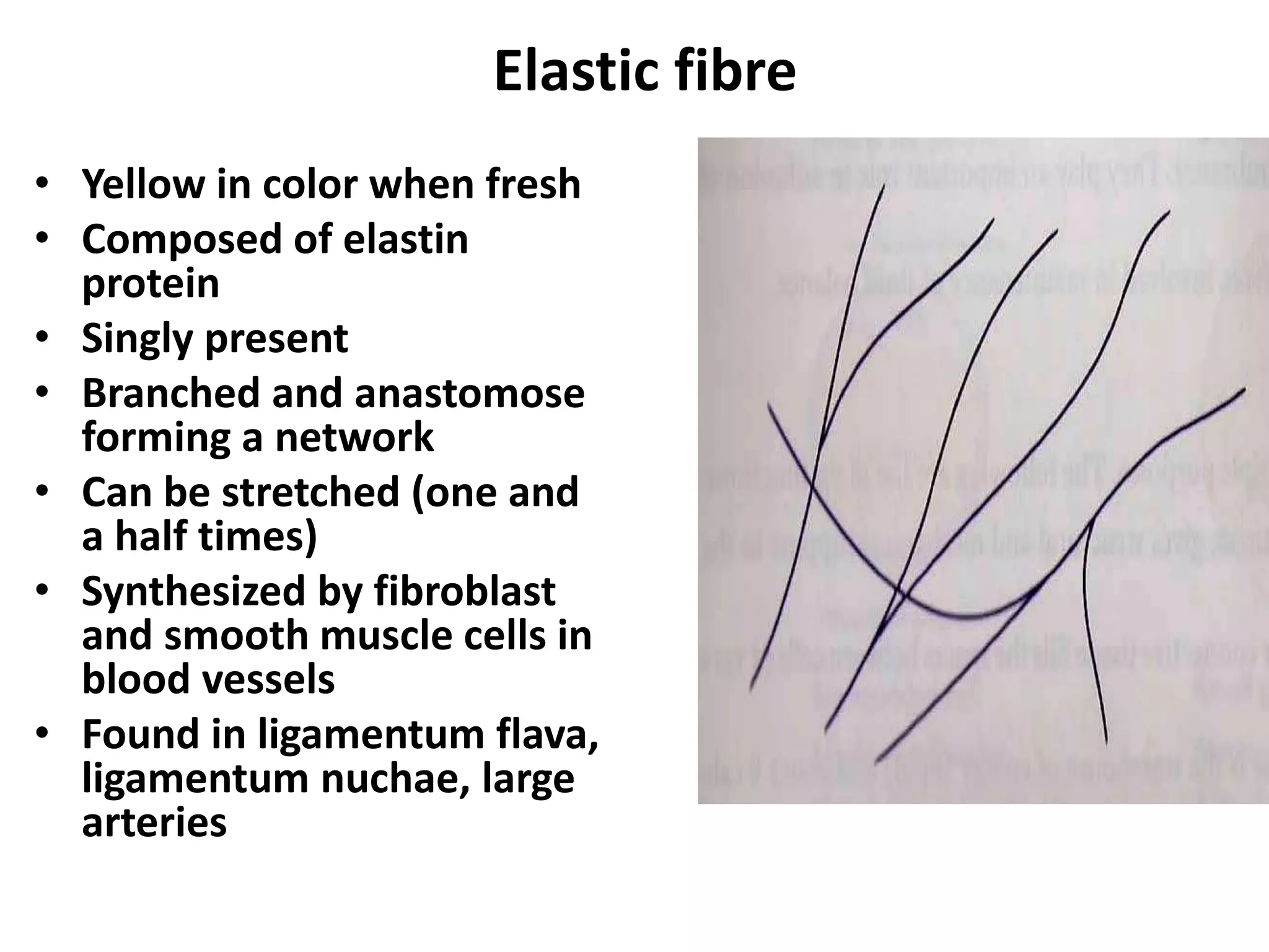 Elastic fibre
• Yellow in color when fresh
• Composed of elastin
protein
• Singly present
• Branched and anastomose
forming a network
• Can be stretched (one and
a half times)
• Synthesized by fibroblast
and smooth muscle cells in
blood vessels
• Found in ligamentum flava,
ligamentum nuchae, large
arteries
 
